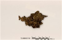 藏品(島衣屬)的圖片